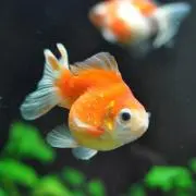 おかちん