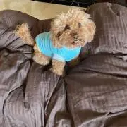 ツムツムハウス