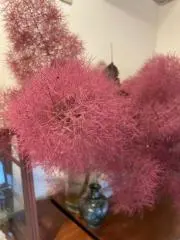 チェリーブロッサムの画像