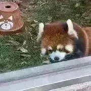 ことの画像