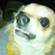 タカ