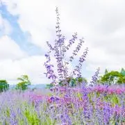 丸の画像