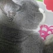 よっこの画像