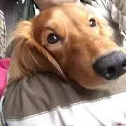 ゆきん