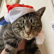 りこりこの画像