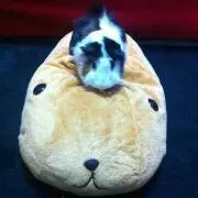 ちょろの画像