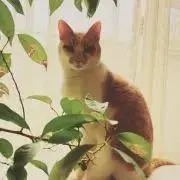 ゴマ