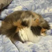 ねむりねこの画像