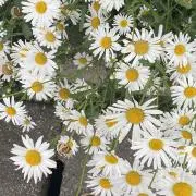 cの画像