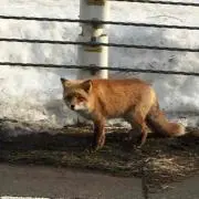 すずむし プロフ必読願いますの画像