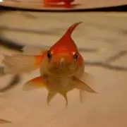 むーの画像