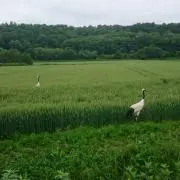 のこたの画像
