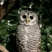 チュウチュウ