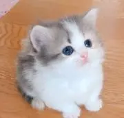 shihoの画像