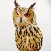 サリーの画像