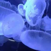 蜑踆