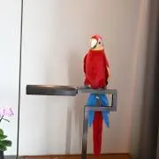 motiの画像