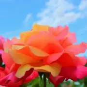 ひよこの画像