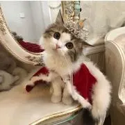 ゆきこ