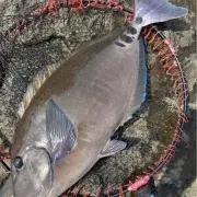 大物釣り