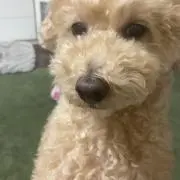 きりみちゃんの画像