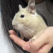 ねも