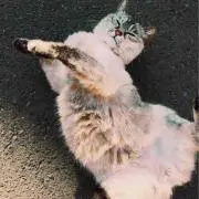 イトウ