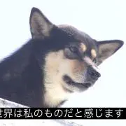 AYYの画像