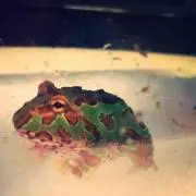 カエル