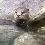 のん