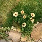 ppの画像