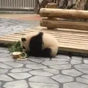 いちごの画像