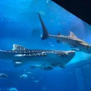 SHARKの画像