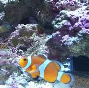 ※ティア※の画像