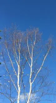 Image of TreeTree