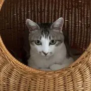 じゅーの画像