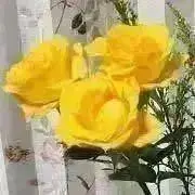 ☆ HTSHT ☆の画像