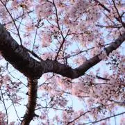 なつーみの画像