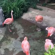 サラダきのこ