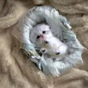 MNの画像