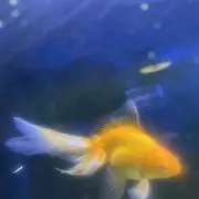 しょう