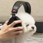 こんにゃくの画像