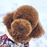 もなかの画像