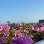 かのん