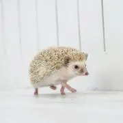 こたつ。の画像