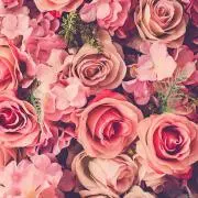 enamiの画像