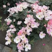 Panasonic EH-CSA99-P箱無し - メルカリ