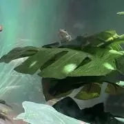 ドミトリー