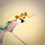 在庫処分SALE◆chou chou