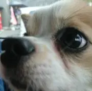 ゆずハル